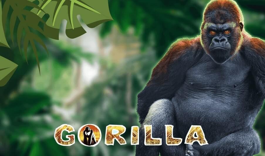 Gorilla 